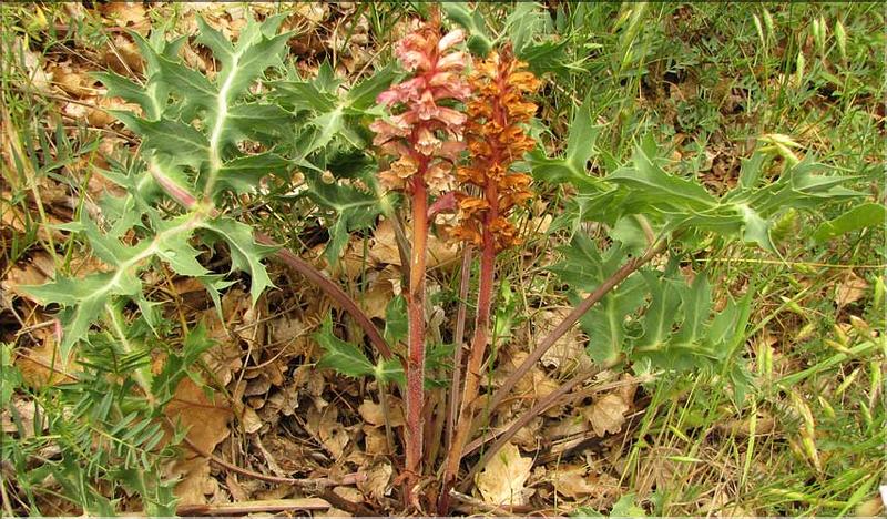 Orobanche_amethystea1_SP