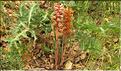Orobanche_amethystea1_SP