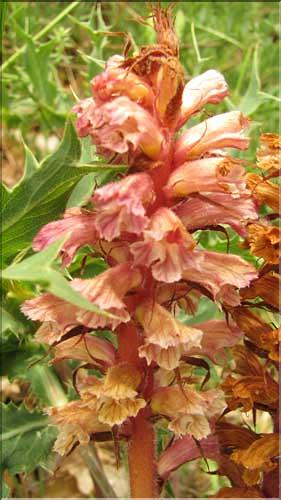 Orobanche_amethystea2_SP