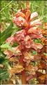 Orobanche_amethystea2_SP