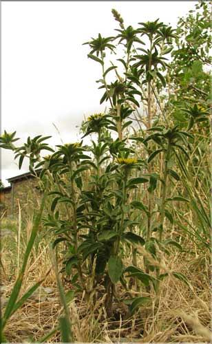 Pallenis_spinosa1_SP