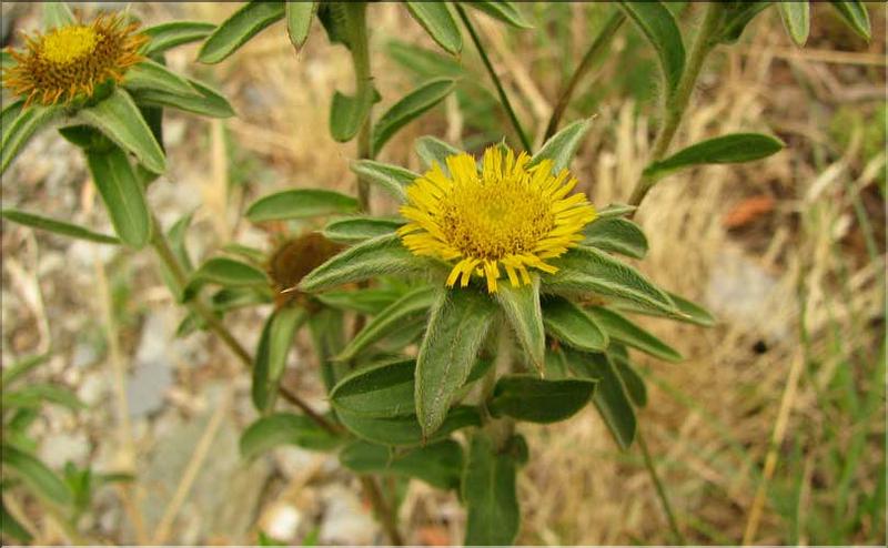 Pallenis_spinosa2_SP