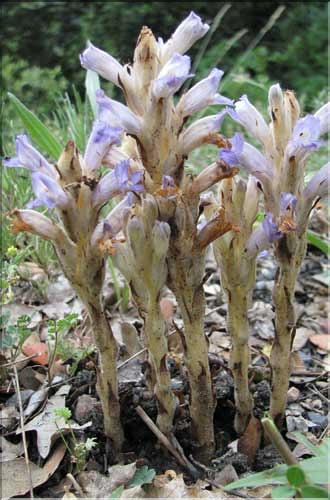 Phelipanche_arenaria1_SP