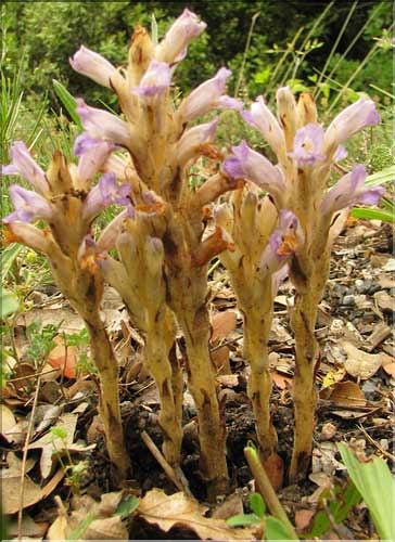 Phelipanche_arenaria3_SP