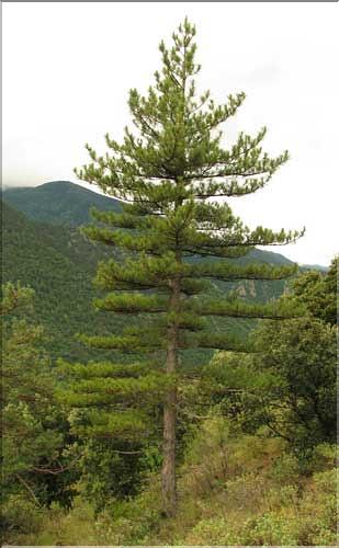 pinus_nigra_SP