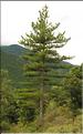 pinus_nigra_SP