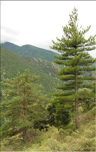 pinus_nigra_Sylves_SP