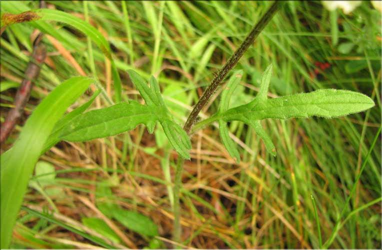 Prunella_laciniata1_SP