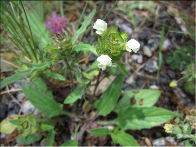 Prunella_laciniata2_MB