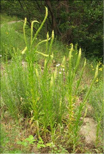 Reseda_luteola1_SP