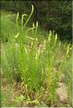 Reseda_luteola1_SP