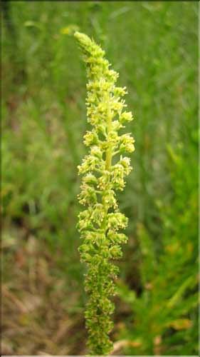 Reseda_luteola2_SP