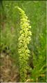 Reseda_luteola2_SP