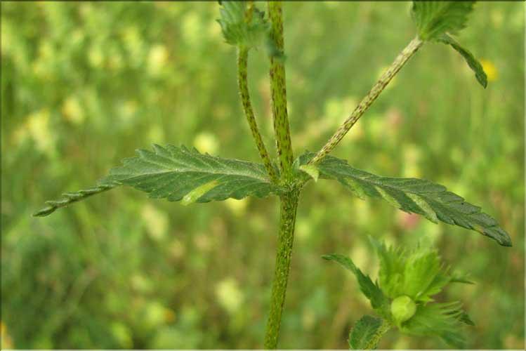 Rhinanthus_pumilus1_SP