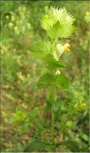 Rhinanthus_pumilus2_SP