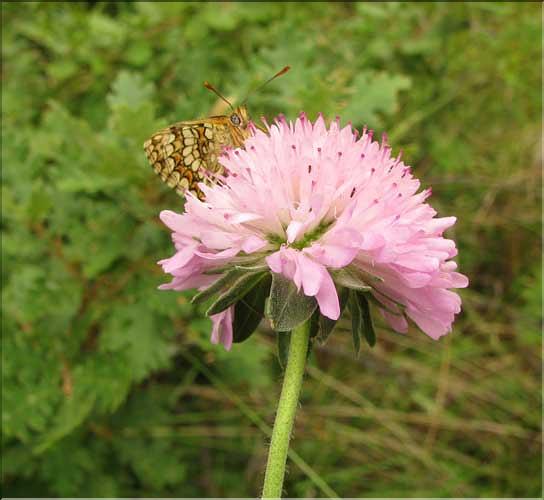 Scabiosa_columbaria1_SP