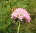 Scabiosa_columbaria1_SP
