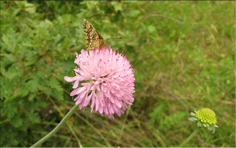 Scabiosa_columbaria2_SP