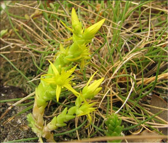 Sedum_acre_SP