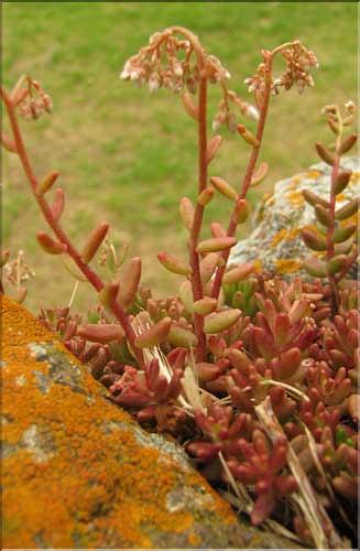 Sedum_album1_SP