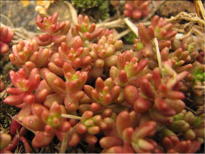 Sedum_album2_SP