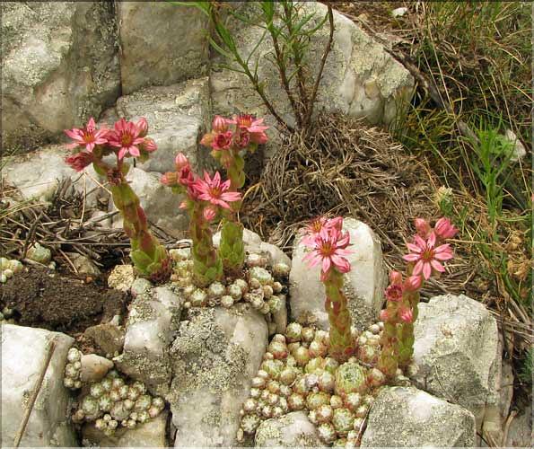Sempervivum_arachnoideum1_SP
