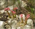 Sempervivum_arachnoideum1_SP
