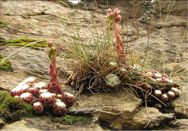 Sempervivum_arachnoideum2_SP