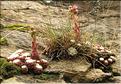 Sempervivum_arachnoideum2_SP