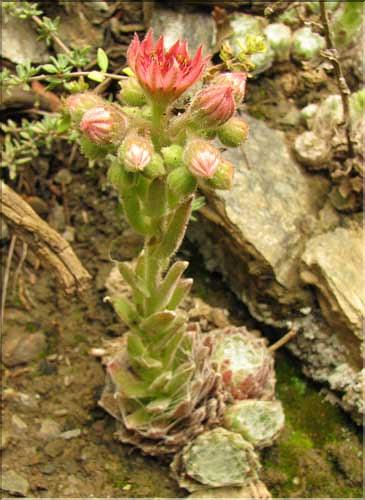 Sempervivum_arachnoideum3_SP