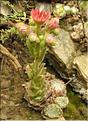 Sempervivum_arachnoideum3_SP