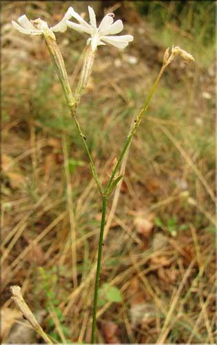 Silene_italica_SP