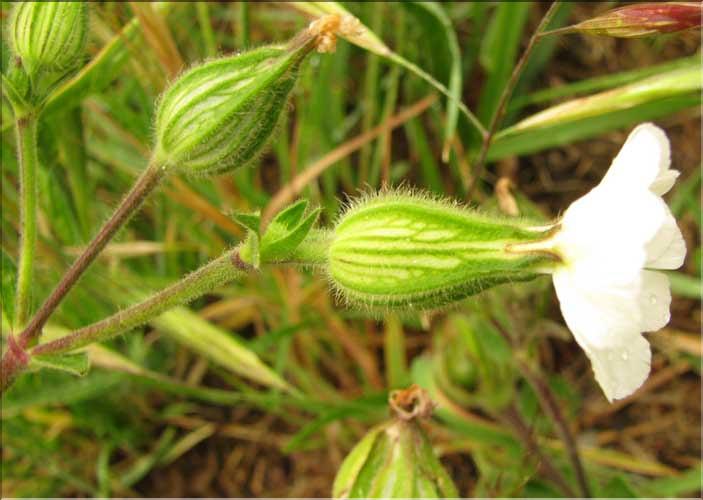 Silene_latifolia1_SP