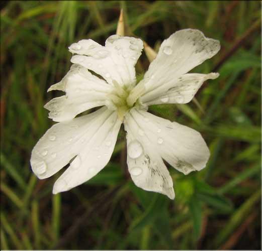 Silene_latifolia2_SP