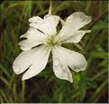 Silene_latifolia2_SP