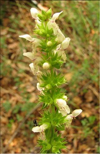 Stachys_recta1_SP
