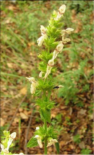 Stachys_recta2_SP