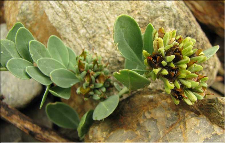 Telephium_imperati1_SP