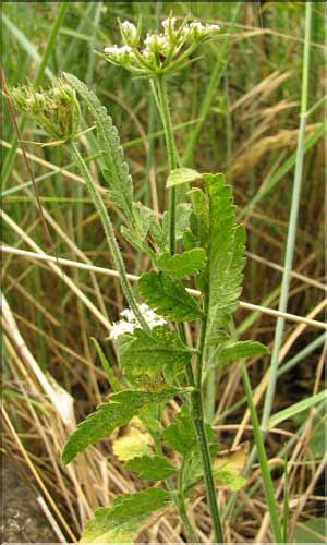 Tordylium_maximum2_SP