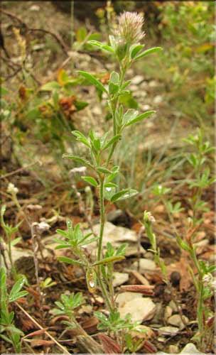 Trifolium_arvense_SP