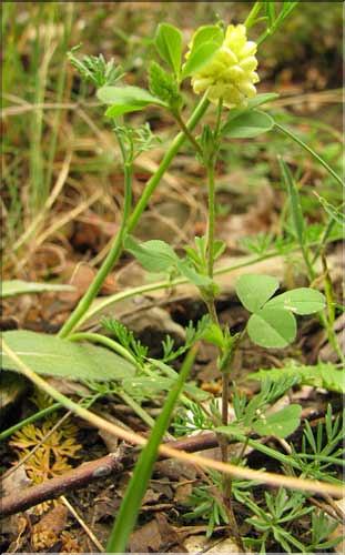 Trifolium_campestre1_SP