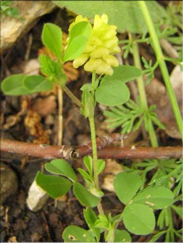 Trifolium_campestre_SP