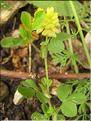 Trifolium_campestre_SP