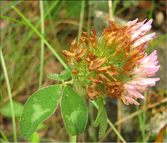 Trifolium_pratense2_SP
