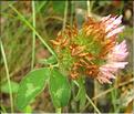 Trifolium_pratense2_SP