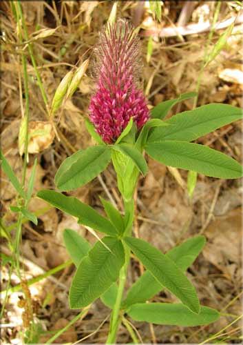 Trifolium_rubens1_SP