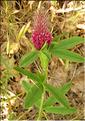 Trifolium_rubens1_SP