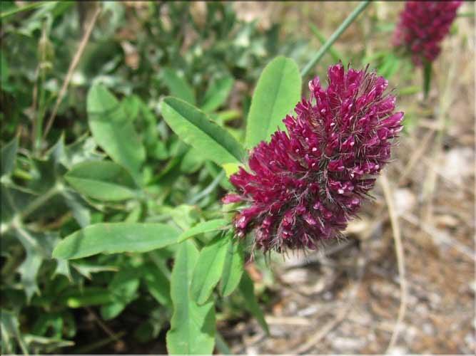 Trifolium_rubens2_MB
