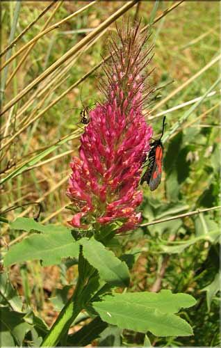 Trifolium_rubens4_SP