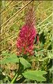 Trifolium_rubens4_SP